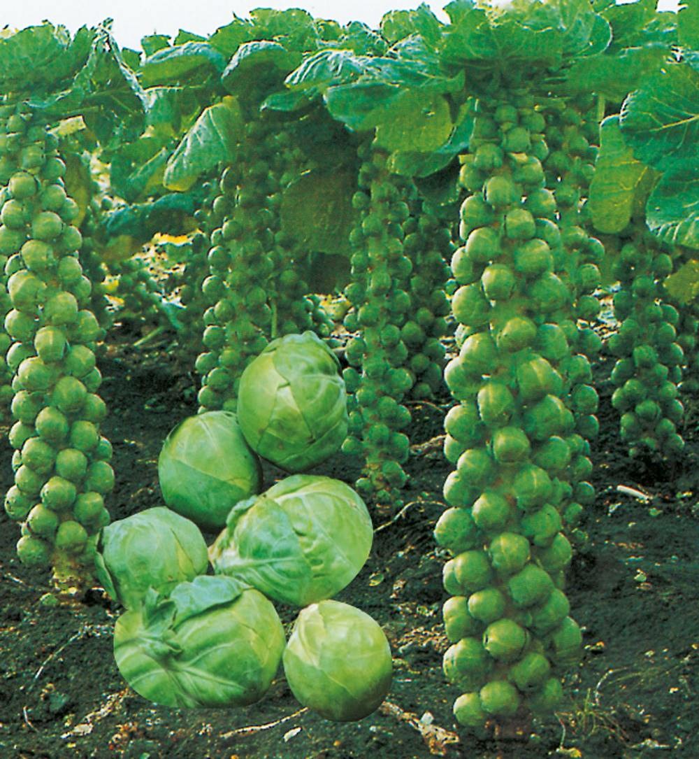 Chou de bruxelles bright hf1 - 50 graines