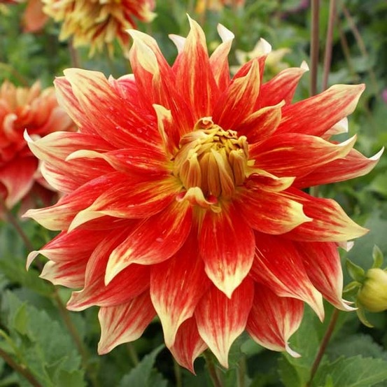 Dahlia gpe décoratif 'bodacious' bulbe calibre i