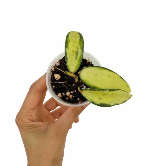 Hoya acuta inner variegata - plantes d'intérieur