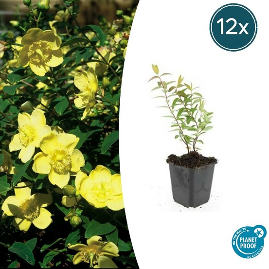 Hypericum - millepertuis hidcote x12 – entre 0,75 et 1m2