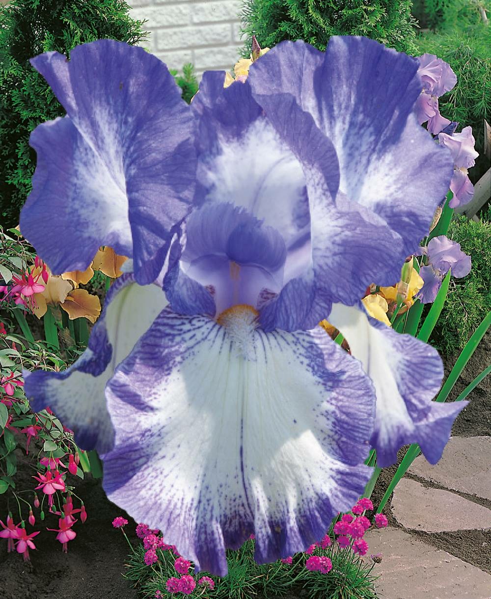 Iris des jardins fairy ring - le godet