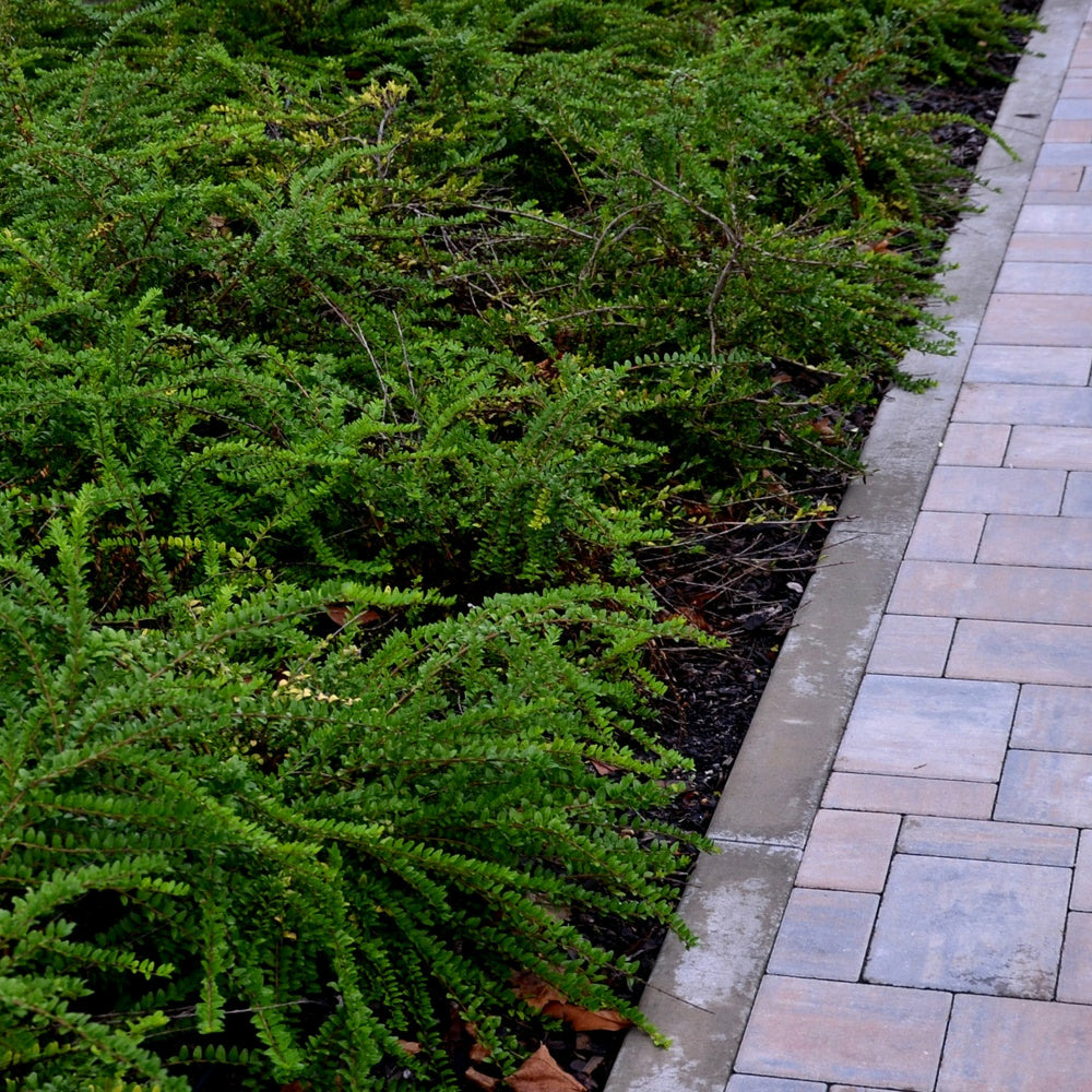 Chèvrefeuille à feuilles de buis - le pot / 2l / hauteur livrée environ 30cm, vendu par lot de 4