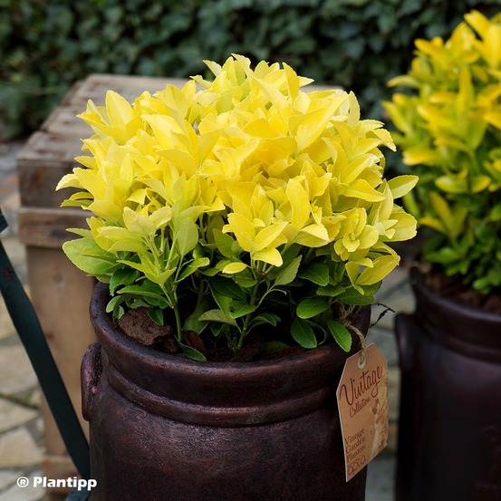 Fusain du japon 'el dorado' pot de 3l/4l