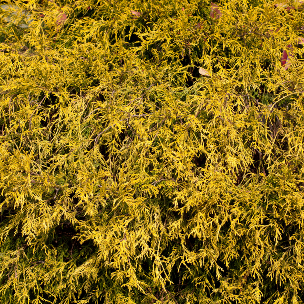 Faux-cyprès de sawara filifera aurea - chamaecyparis pisifera filifera aurea 30/35cm pot 5l