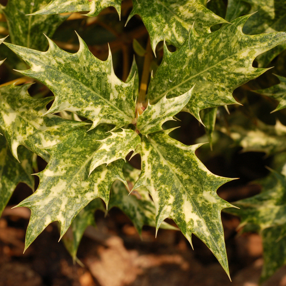 2 x osmanthe à feuilles de houx - osmanthus heterophyllus 'goshiki' (='tricolor')  - 20-25 cm pot