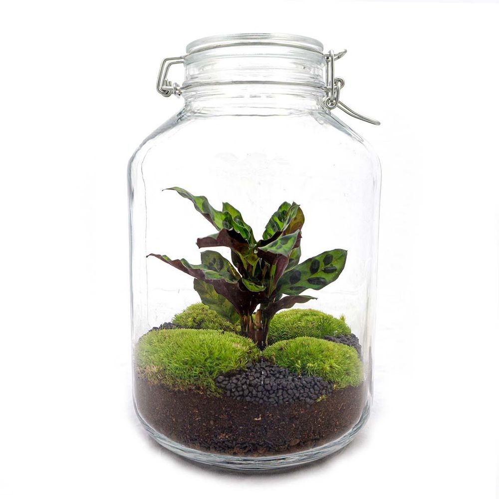Terrarium à composer bouteille en verre recyclé - ø18-h28cm - sans outils - calathea - terrarium diy