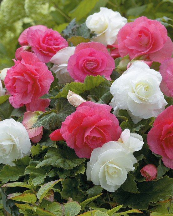 Begonia double a grosses fleurs - 6 bulbes