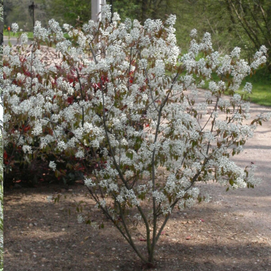 Amélanchier du canada, amelanchier canadensis pot de 4l - 40/60 cm