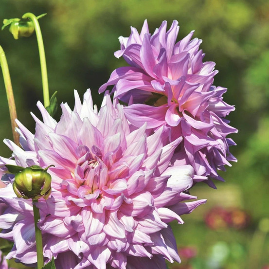 Bulbe de dahlia décoratif emory paul sachet de 1 bulbe