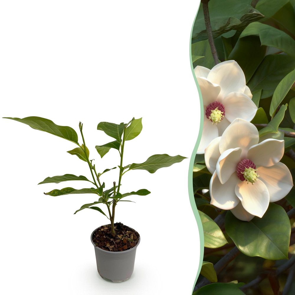 Magnolia - pot 12 cm - hauteur 30 cm