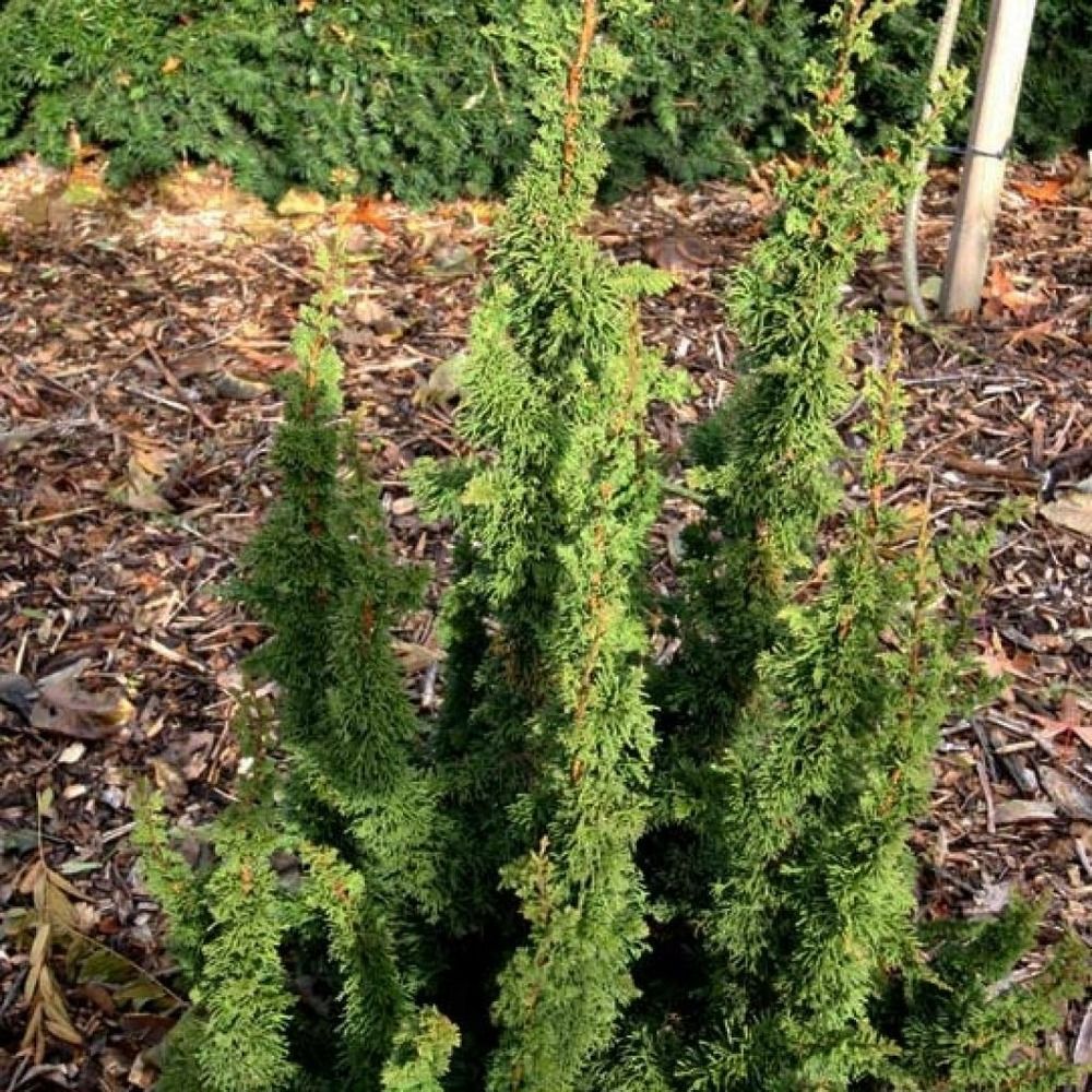 Thuya du canada 'maloyana holub' pot de 4l/5l