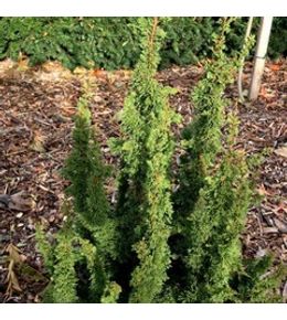 Thuya du canada 'maloyana holub' pot de 4l/5l