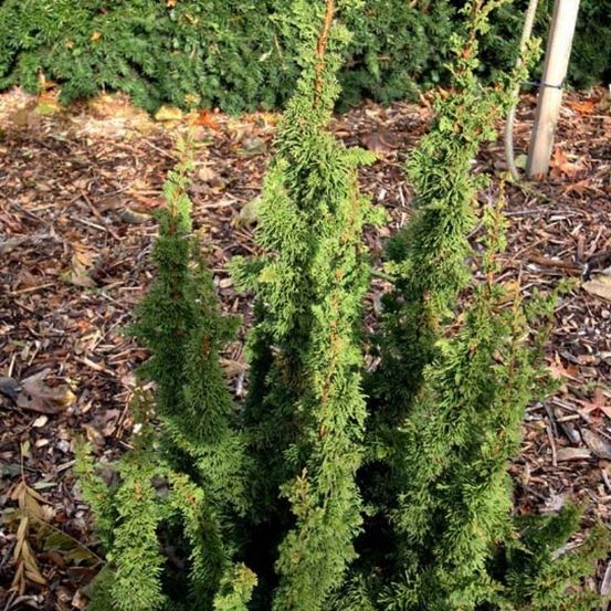 Thuya du canada 'maloyana holub' pot de 4l/5l