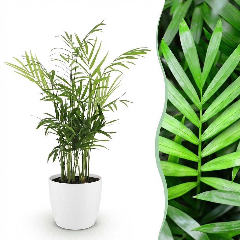 Chamaedorea elegans - pet-friendly - pot de 12cm - hauteur 15cm - plantes d'intérieur
