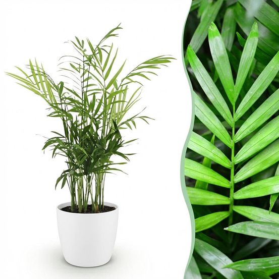 Chamaedorea elegans - pet-friendly - pot de 12cm - hauteur 15cm - plantes d'intérieur