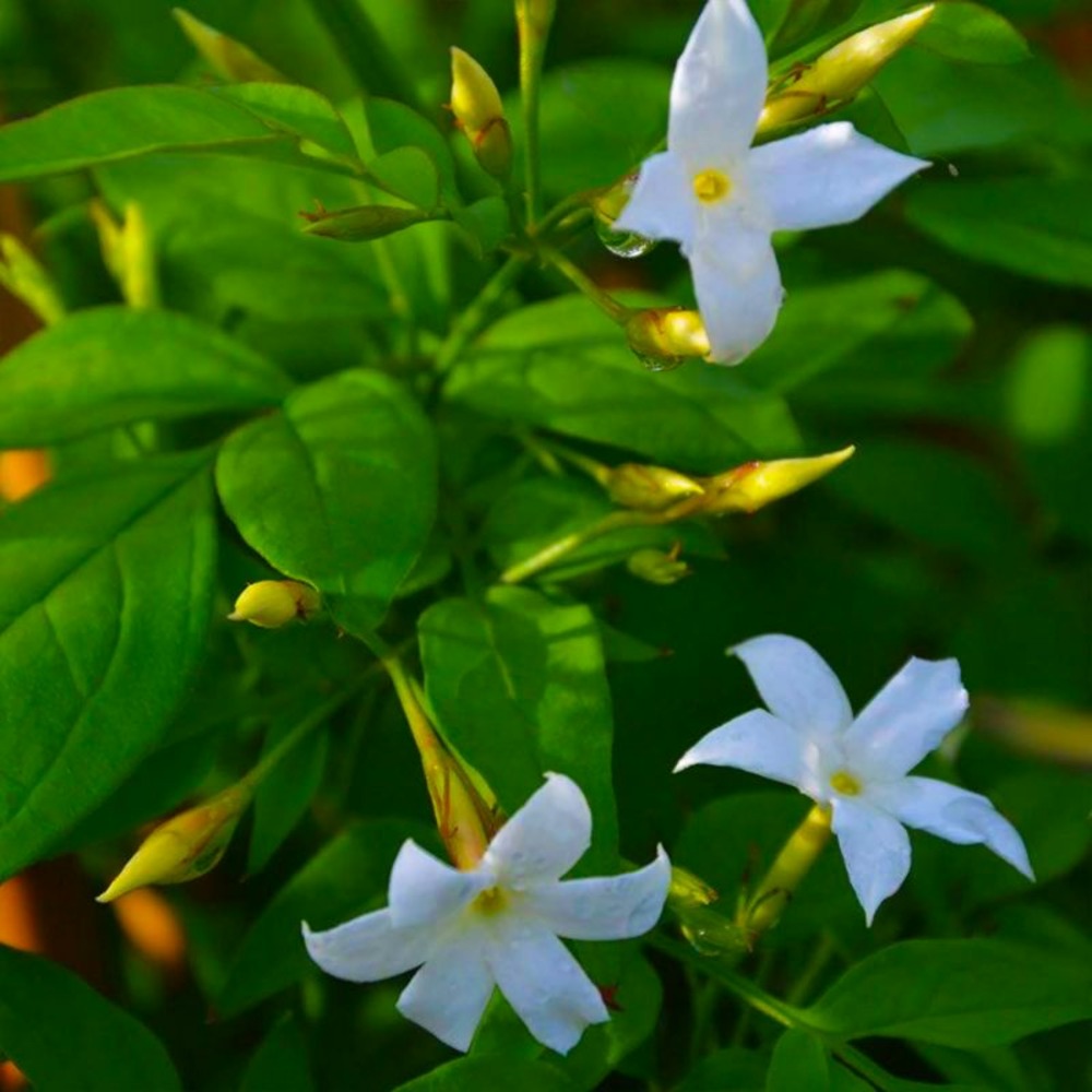 Jasmin blanc (jasminum officinalis)