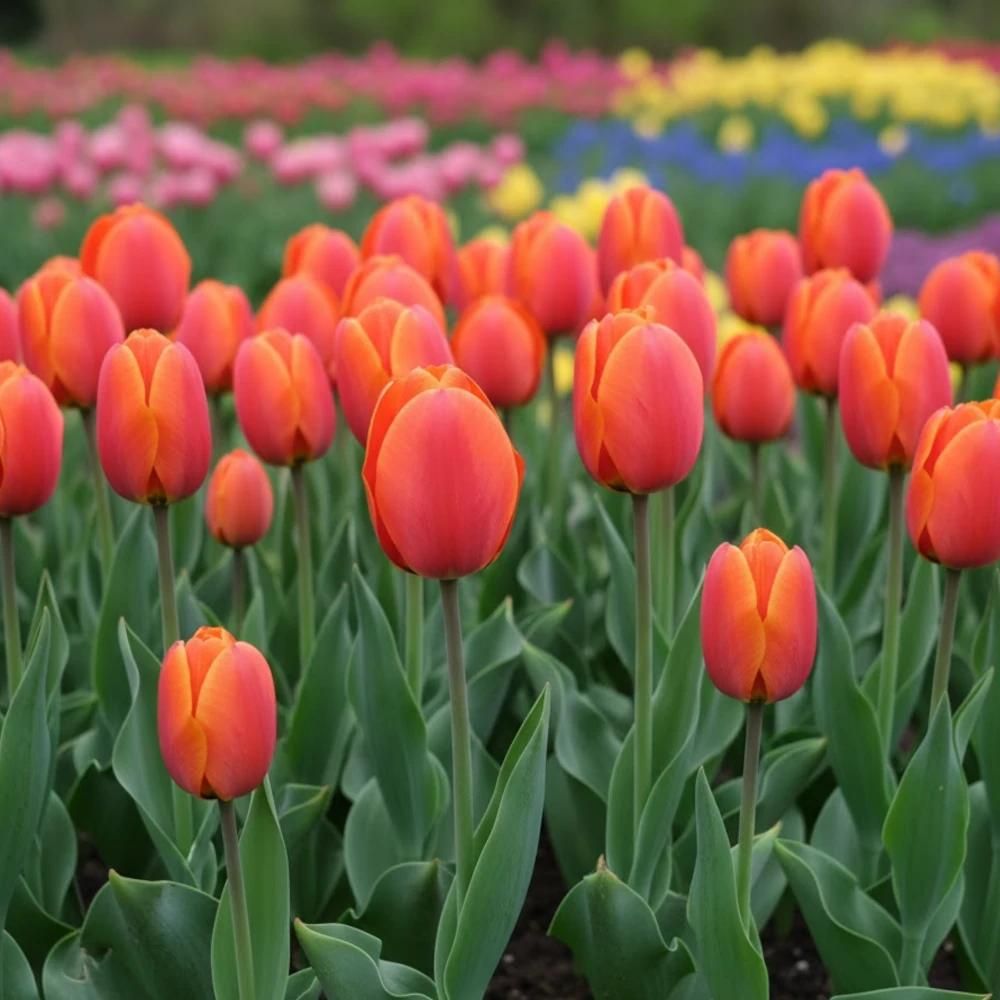 Bulbe de tulipe simple tardive dordogne sachet de 8 bulbes