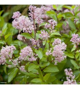Céanothe caduc 'marie rose'® pot de 3l/4l