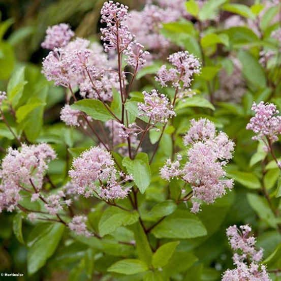 Céanothe caduc 'marie rose'® pot de 3l/4l