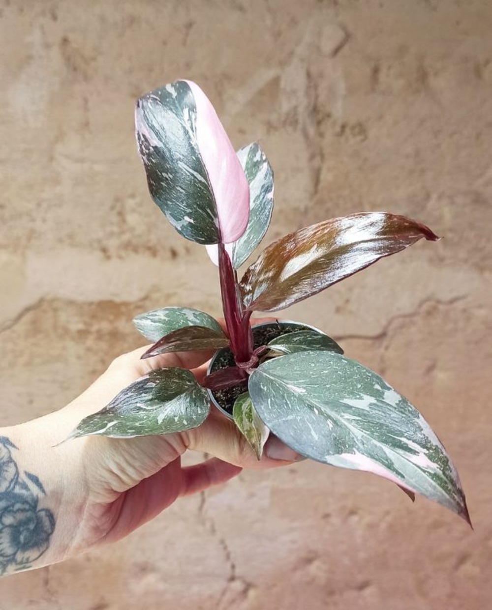 Philodendron pink princess marble small d. 6cm h. 15cm - plante d'intérieur
