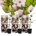 Magnolia soulangea - set de 3 - arbuste à croissance large/petit arbre résistant au froid - fleurs rose - pot 9cm - hauteur 25-40cm
