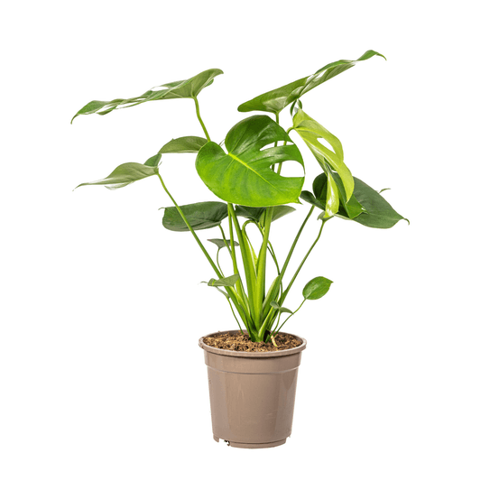 Monstera deliciosa tauerii - h70-90 cm - ø19 cm