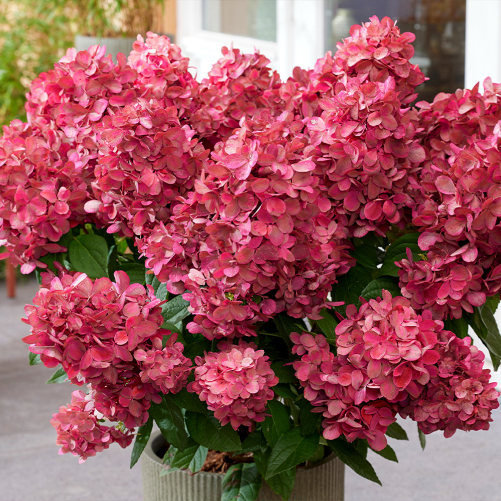Hortensia paniculé 'bloody mary' pot de 3l/4l