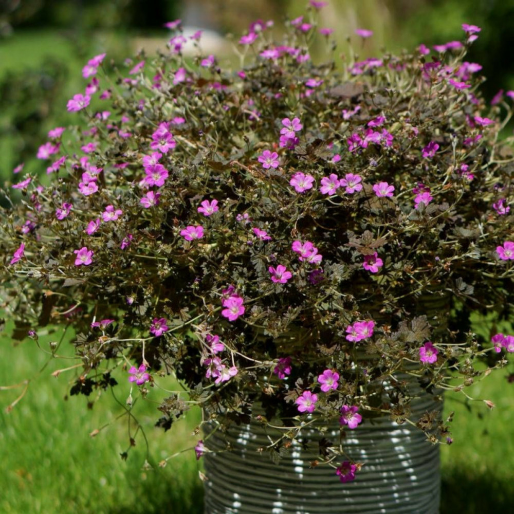 Géranium vivace orkney cherry pot de 3l - 20/40 cm