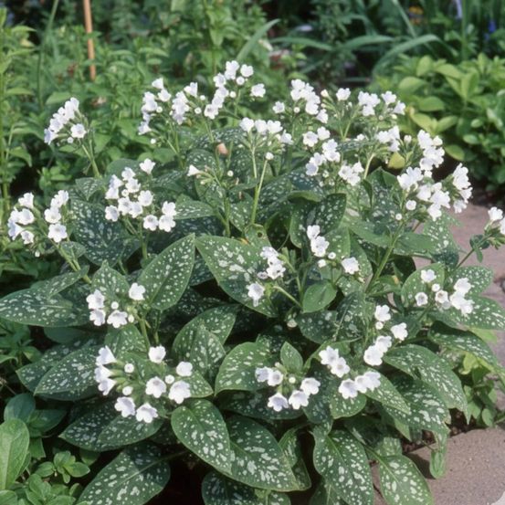 Pulmonaire sissinghurst white lot de 5 godets