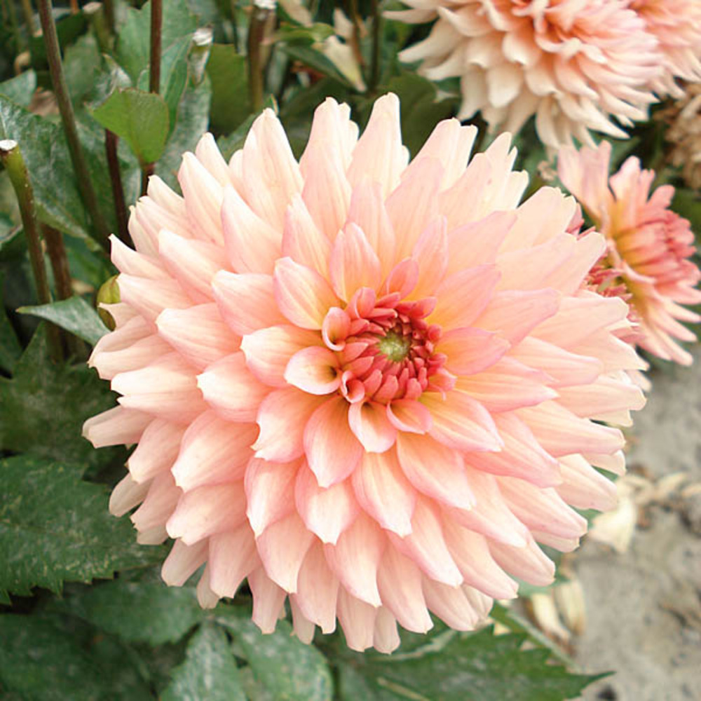 Dahlia nain double 'gallery leonardo' bulbe calibre i (par 3)