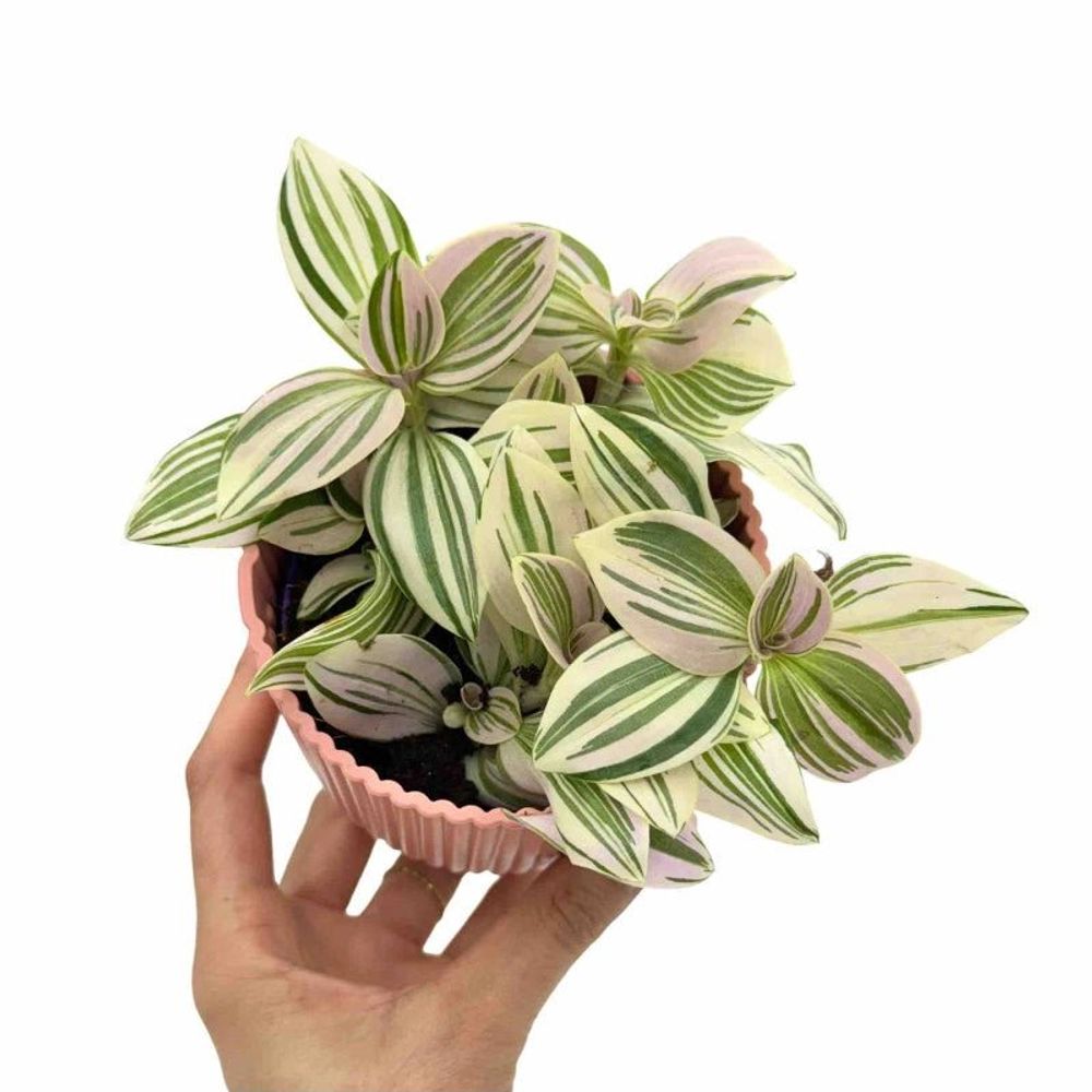 Tradescantia unicorn - pot de 7cm - plantes d'intérieur