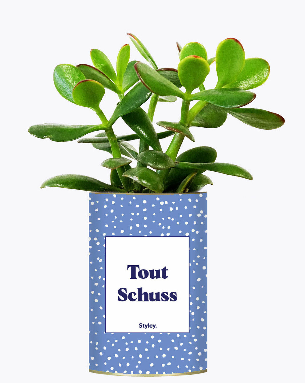 Plante facile à entretenir - tout schuss - cactus