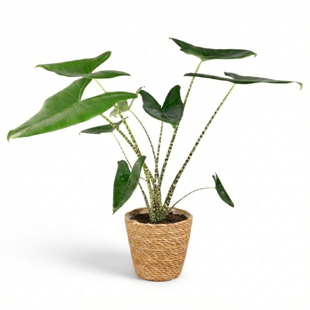 Alocasia zebrina - pot de 21cm - hauteur 70-75cm - plantes d'intérieur