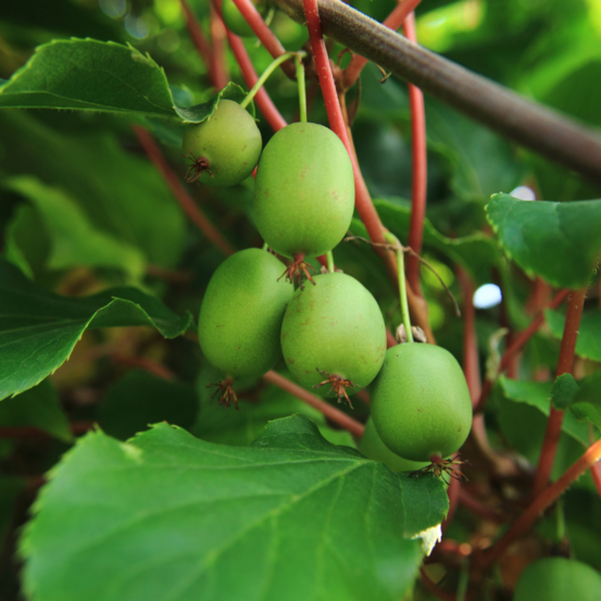Kiwi de sibérie issai - actinidia arguta issai 50/60cm