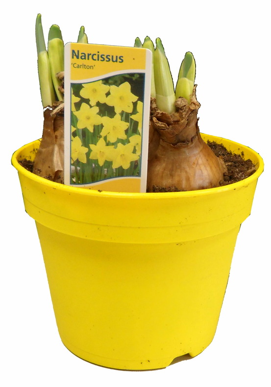 Narcisse carlton pot 12 cm