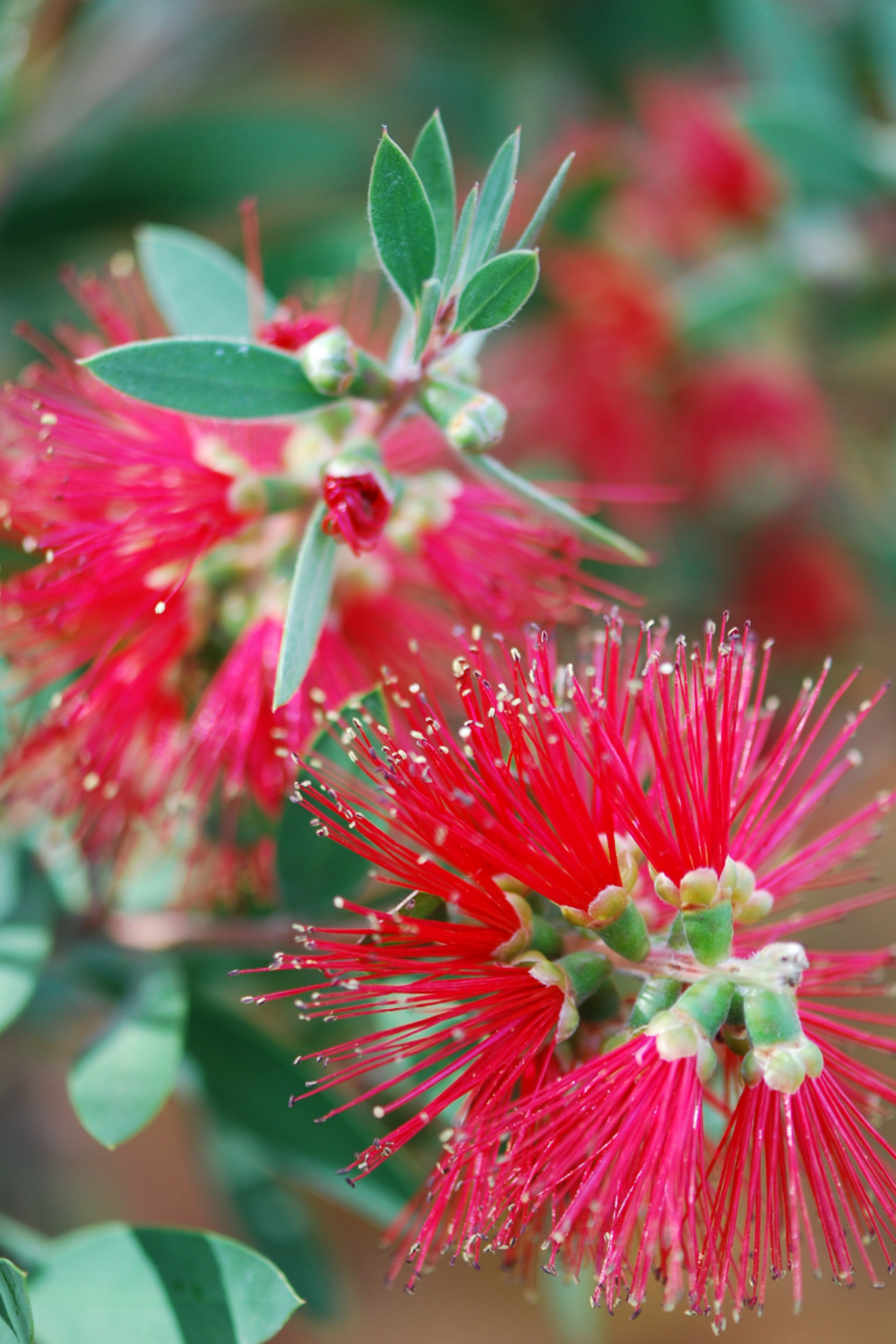 Callistemon laevis sur tige - en pot de 7. 5 litres