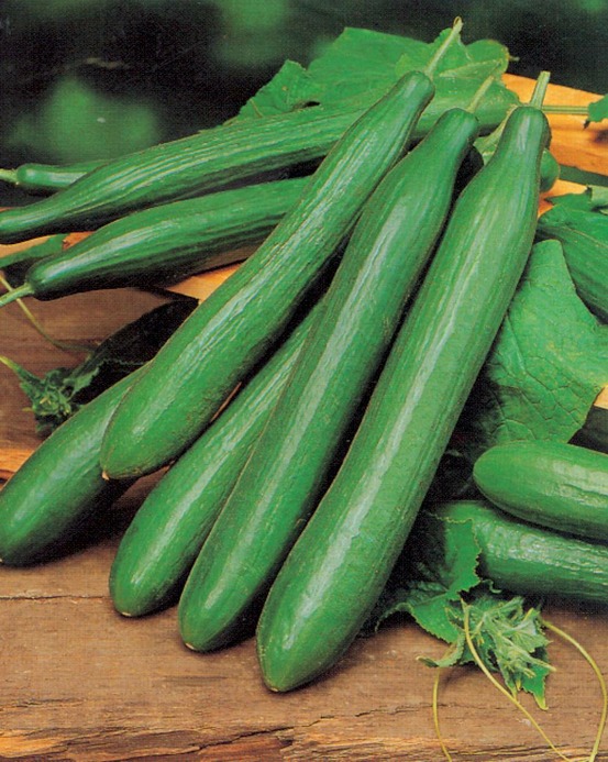 Concombre tanja - 2 g