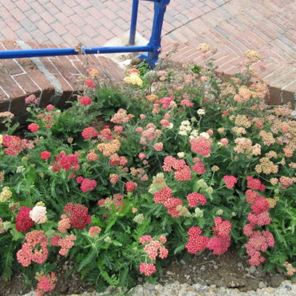 Achillée millefeuille paprika lot de 3 godets