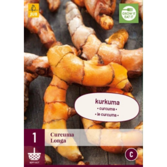 1 plant de curcuma longa beige