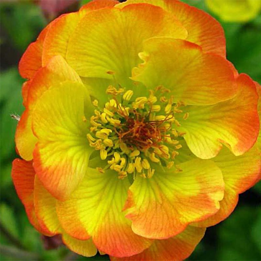 Benoite 'cocktail tequila sunrise ' godet de 8/9 cm