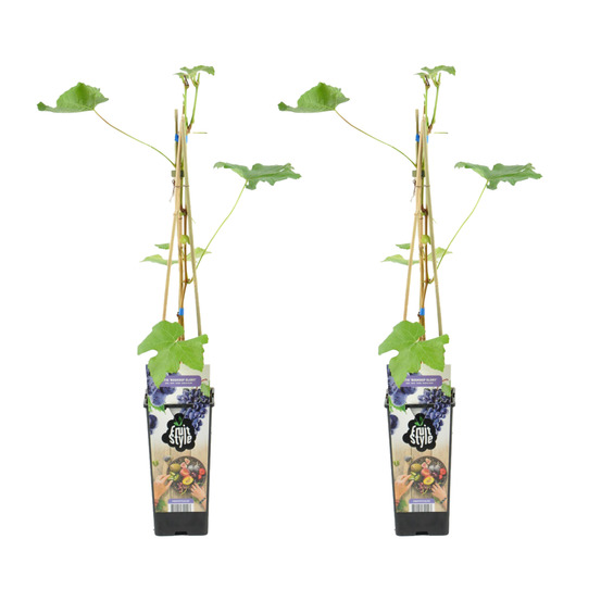 2x vitis vinifera 'boskoop glory' - plant de raisin - raisins bleus - ⌀14 cm - hauteur 60-70cm