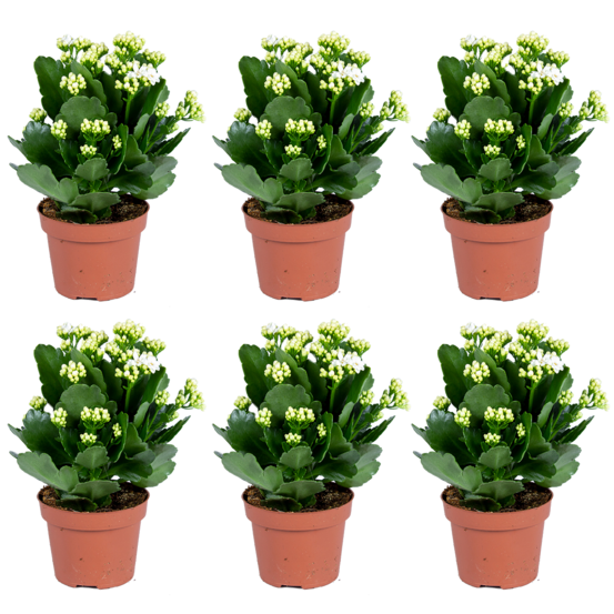 Kalanchoé - blanc par 6 stuks - plante d'extérieur et d'intérieur en pot de culture 12 cm - 25-30 cm