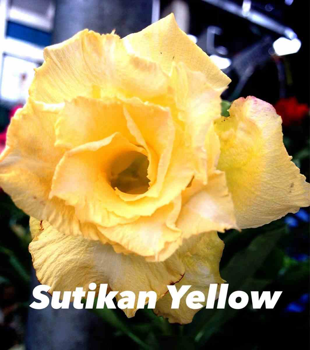 Adenium obesum cv.sutikarn yellow   jaune orange - taille caudex d'environ 150g