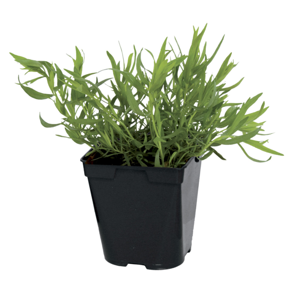 Plant de estragon pot de 1l