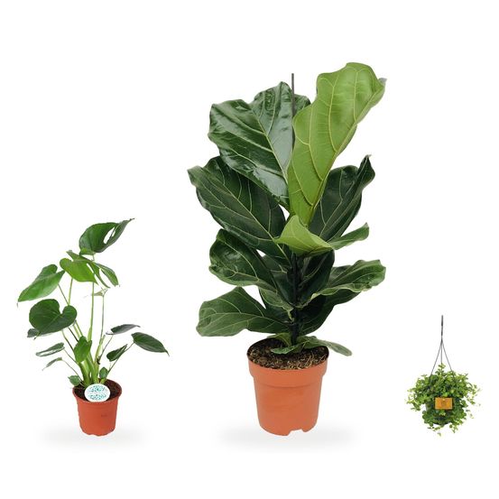 Coin design — ficus lyrata, monstera deliciosa & peperomia rotundifolia — lot de 3 plantes