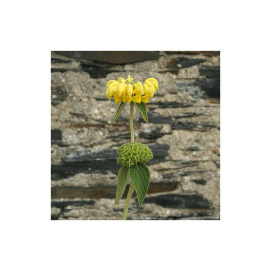 Sauge de jérusalem edward bowles godet - 5/20 cm