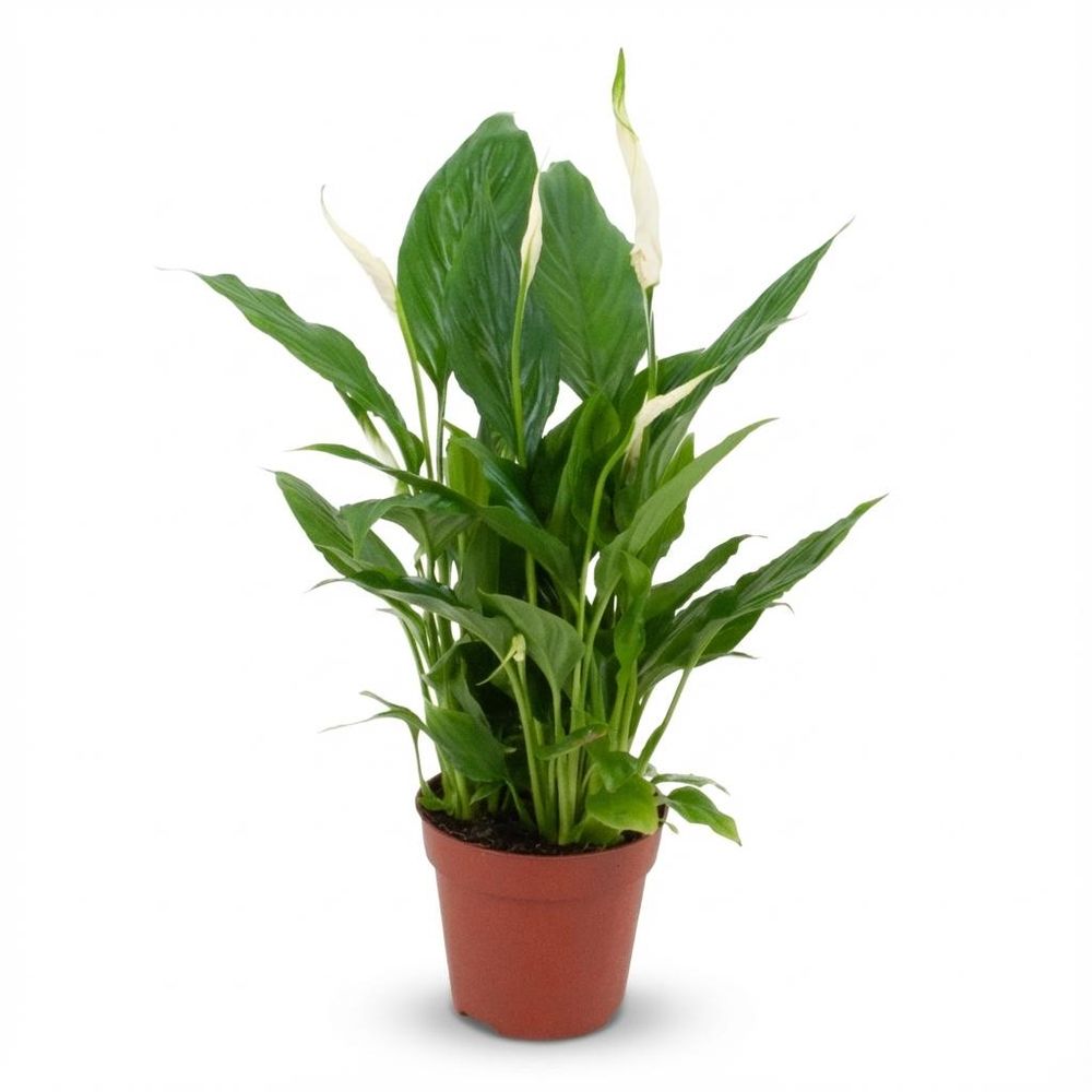Spathiphyllum - plantes d'intérieur