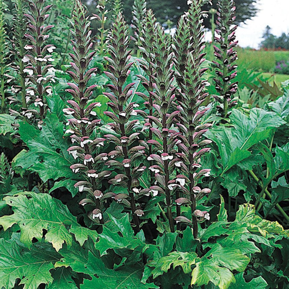 Acanthe mollis pot de 2l/3l