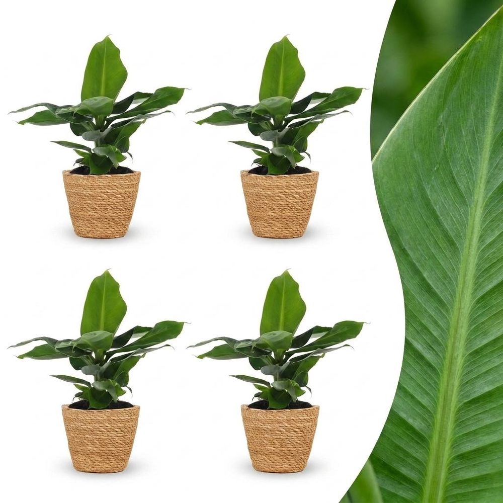 Musa oriental dwarf - bananier nain oriental - pot de 12cm - plantes d'intérieur