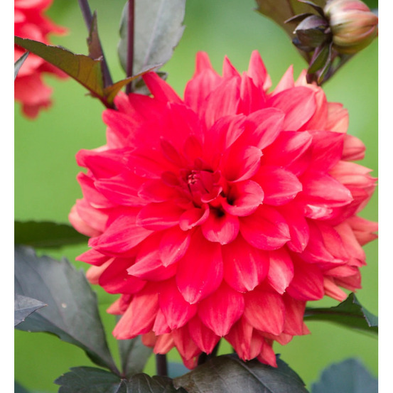 Bulbe de dahlia décoratif terra botanica sachet de 1 bulbe